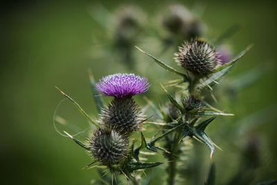 Close-up of thistle flower