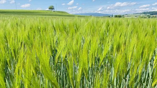 Scenic view of wheat field