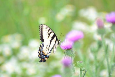 Close-up of butterfly pollinating on purple flower