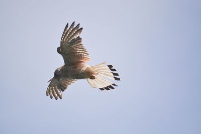 Low angle view of eagle flying against clear sky
