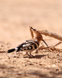 Close-up of lizard