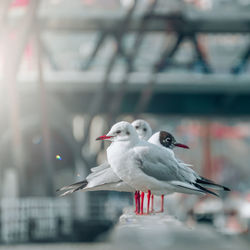 Seagulls in the seaport, animal themes