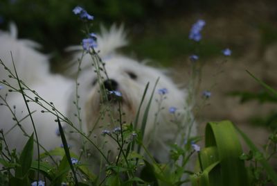 Close-up of flowers blooming in field