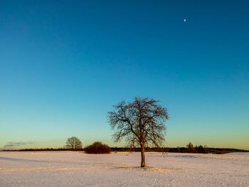 Trees on field against clear blue sky during winter