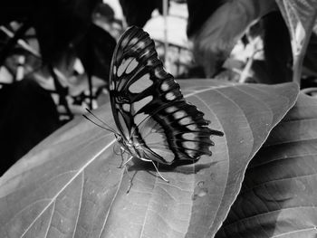 Close-up of butterfly on leaf