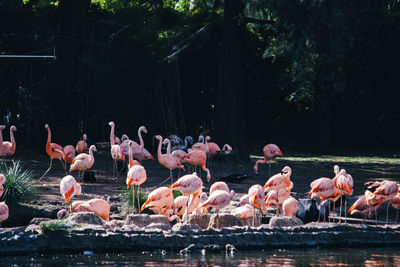 Flamingos in a lake