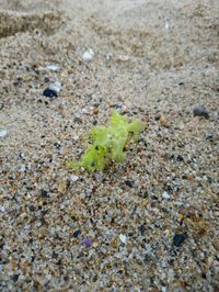 Close-up of small plant growing on sand