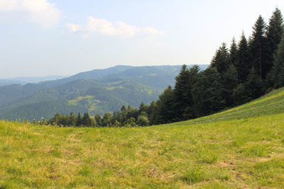 Scenic view of pine trees on field against sky