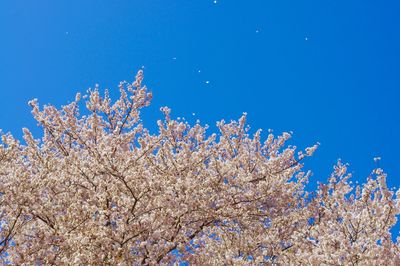 Low angle view of cherry blossom against blue sky