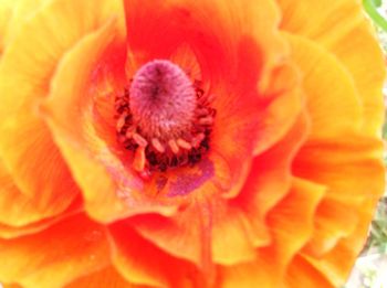 Macro shot of flower