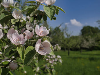 Close-up of white flowering plant