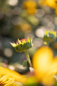 Close-up of yellow flowering plant