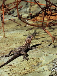 Close-up of a lizard on rock