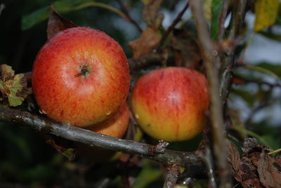 Close-up of apples