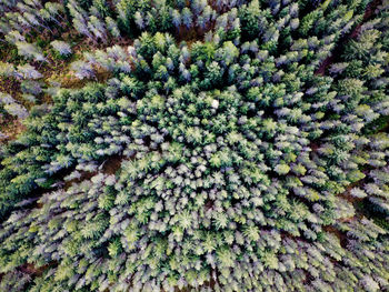 Full frame shot of trees at forest