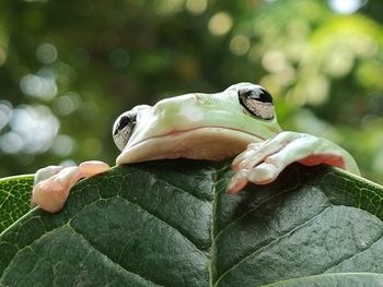Close-up of lizard on rock