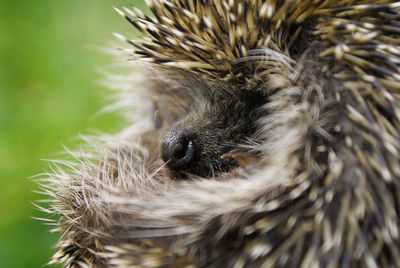 Hedgehog close up