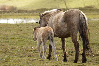 Horses walking on filed