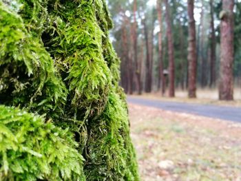 Close-up of tree trunk