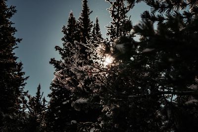 Low angle view of pine tree against sky