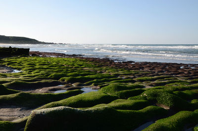 Scenic view of beach against clear sky