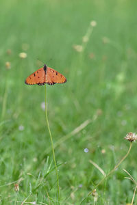 Close-up of butterfly on grass