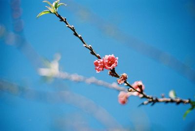 Low angle view of flowers blooming against sky