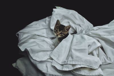 Close-up of kitten amidst white sheets against black background