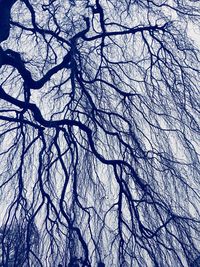 Low angle view of bare tree against sky