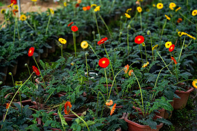 Close-up of poppy blooming on field