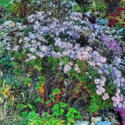 Flowers blooming in park