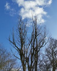 Low angle view of bare trees against blue sky