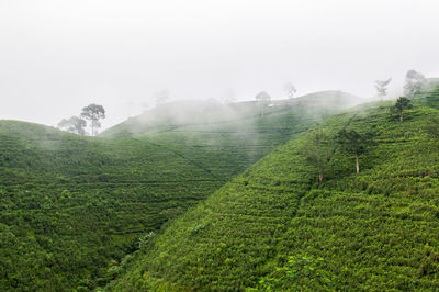 Scenic view of agricultural landscape against sky