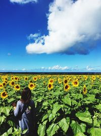 Scenic view of sunflower field against blue sky