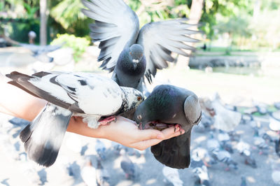 Close-up of hand feeding bird