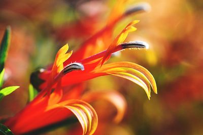 Close-up of orange flowering plant