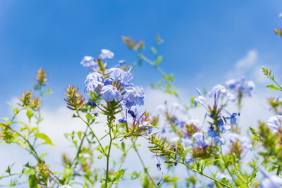 Close-up of blue flowers blooming against sky