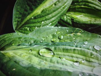 Close-up of raindrops on leaves