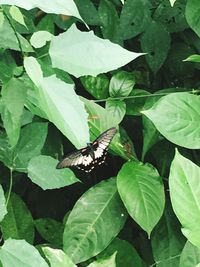 High angle view of butterfly on leaf