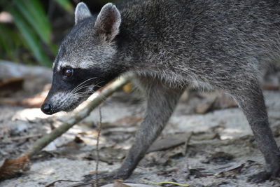 Close up of raccoon in costa rica