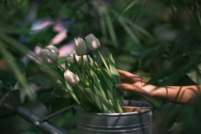 Cropped hand of woman holding plant