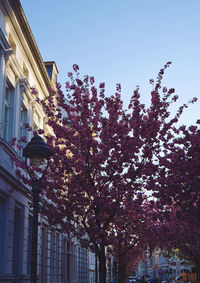 Low angle view of flowering trees by street against sky