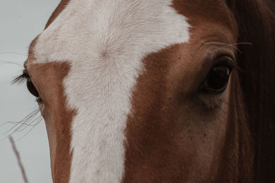 Close-up of a horse