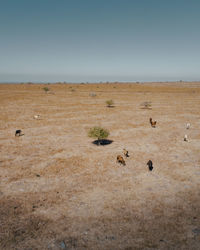 Scenic view of landscape savanna against sky