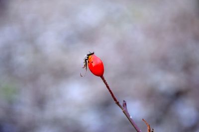 Close-up of red berries on plant