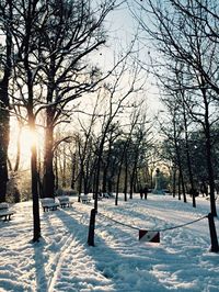 Sun shining through trees