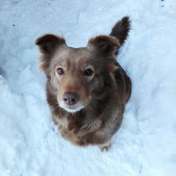 Close-up portrait of dog on snow