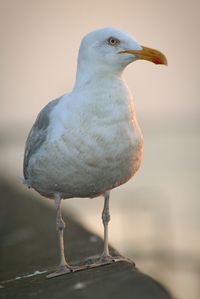 Close-up of seagull