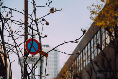 Bare tree with buildings in background