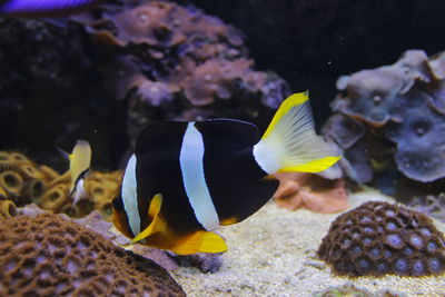 Close-up of fish swimming in aquarium